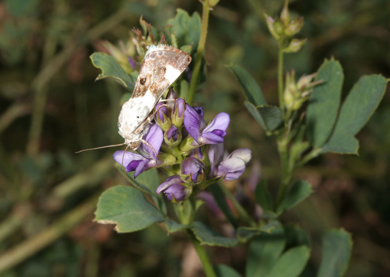 Nottuide: Acontia lucida